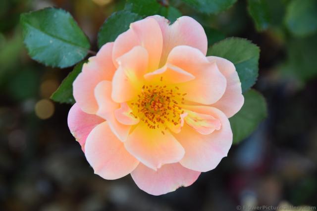 Light Pink Rose Flower with Numerous Small Stamen from Kusadasi Turkey.jpg