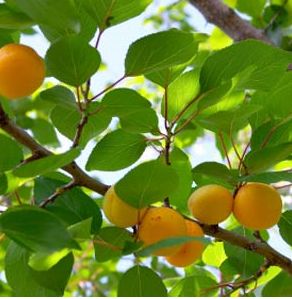 Fruit Apricot tree.JPG