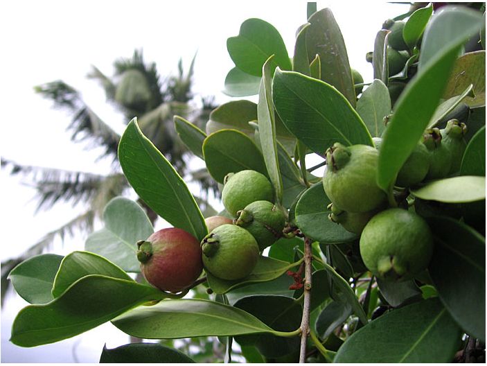 Red strawberry guava guava tree photo.JPG