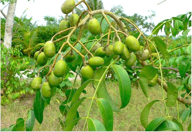 Fruit tree image of Ambarella Spondias dulces.JPG