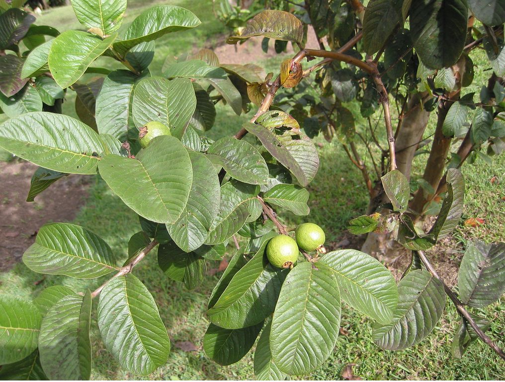 fruit tree plants.JPG