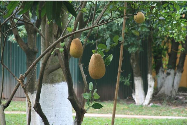 fruits tree.JPG