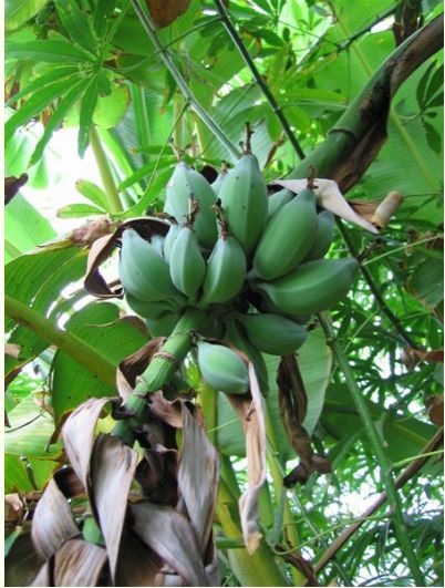 Frutti di banano fruit tree.JPG
