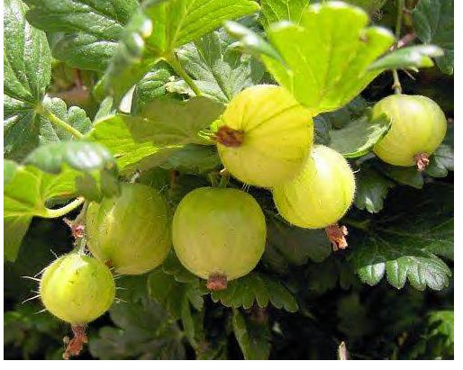 Gooseberry-5 Bareroot Plants.JPG