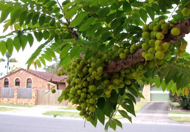 Gooseberry tree.JPG