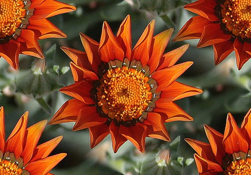 orange red daisy flowers.jpg
