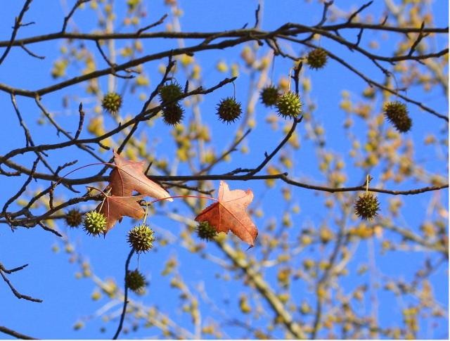 Image of sweet gum tree with cute fruit.JPG
