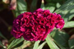 Exotic Cock's Comb Red Flower from Athens Greece.jpg
