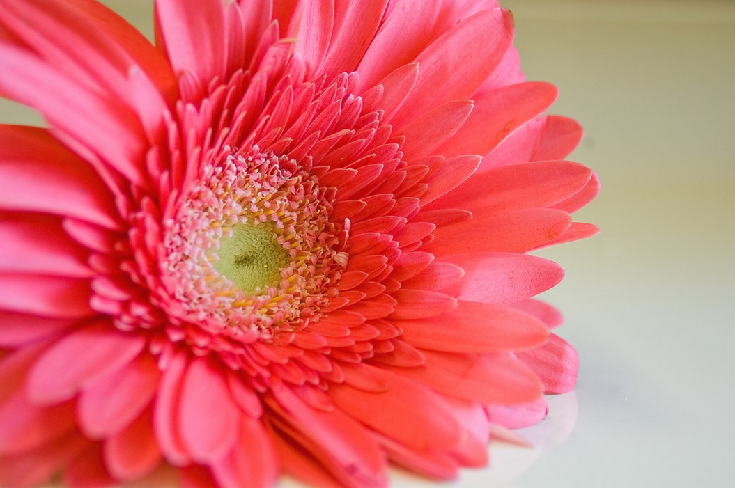 orange pink daisy flower.jpg