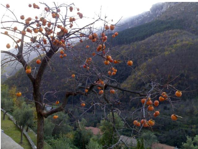 Kaki tree with orange fruits.JPG
