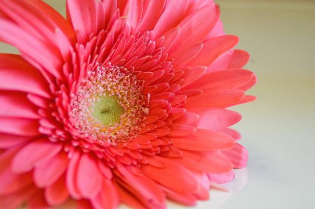 orange pink daisy flower.jpg
