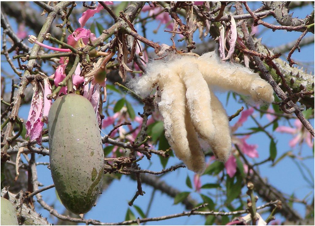 Kapok fruit tree images.JPG
