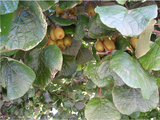 Kiwi tree photos.JPG