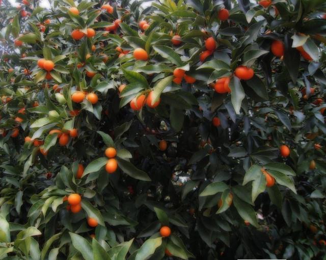 Kumquat Tree with dark orange fruits.JPG