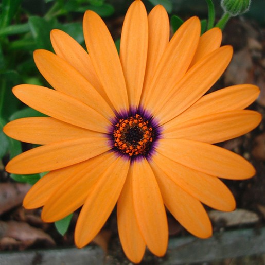 orange osteospermum picture.jpg