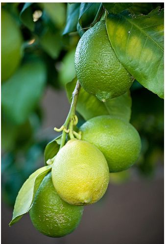 Lime tree.JPG