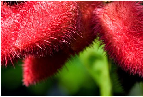 Lipstick fruit Tree in bright red and looking very fury.JPG
