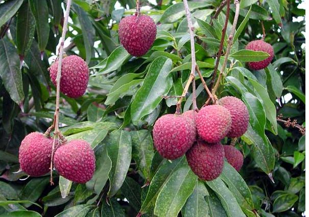Litchi chinensis fruit tree image.JPG