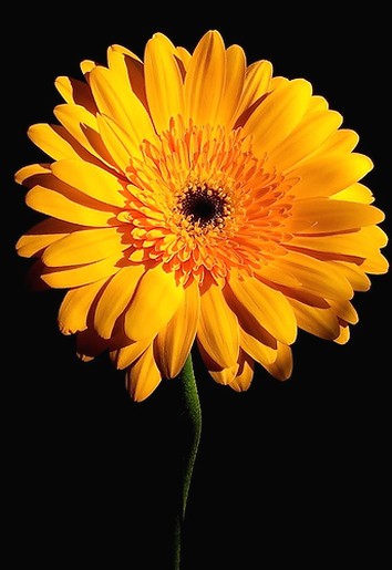 orange Gerbera.jpg