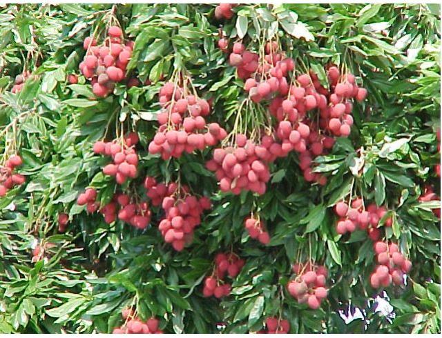 Litchi chinensis fruit trees image.JPG