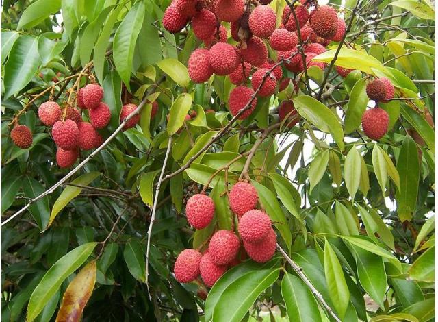 Lychee fruit tree photos.JPG