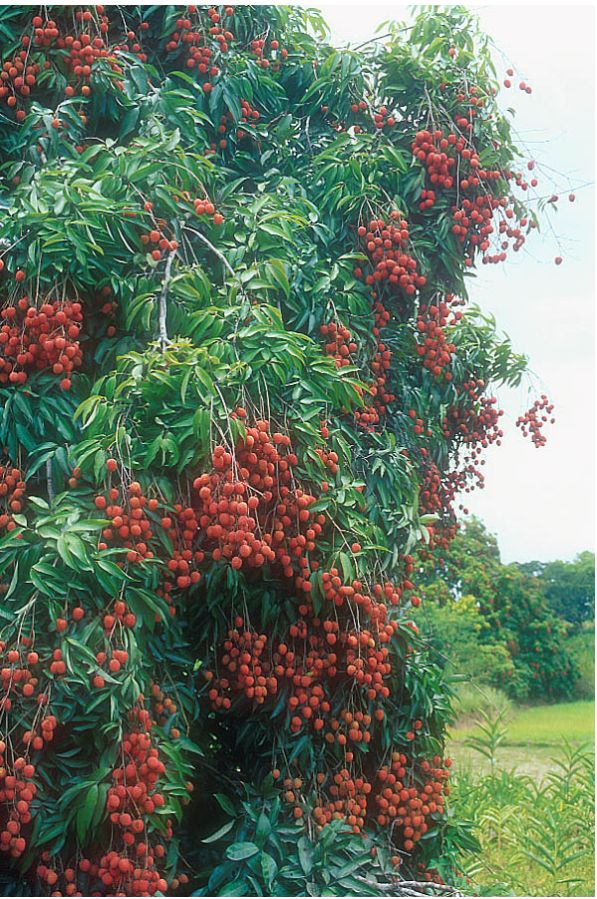 Lychee trees photos.JPG