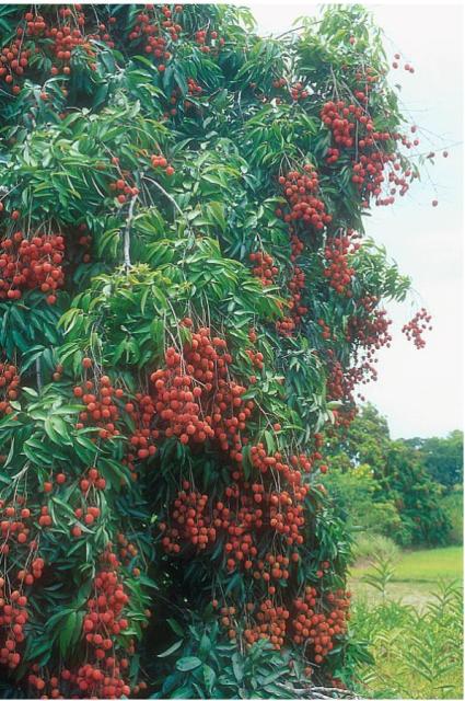 Lychee trees photos.JPG
