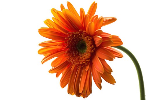 orange daisy.jpg