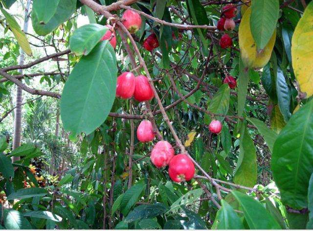 Malay Apple, Otaheite Apple fruit tree.JPG