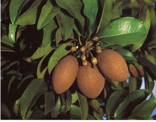 Manilkara zapota fruit trees.JPG