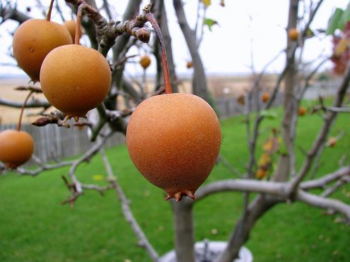 mini fruit tree_planting fruit trees.JPG
