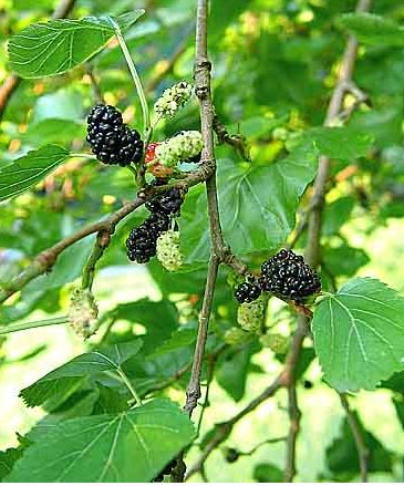 Mulberry – Morus nigra tree photos.JPG