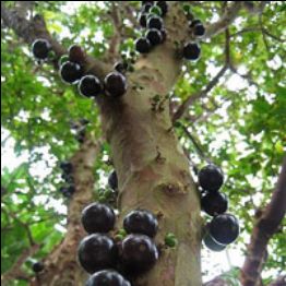 Myrciaria cauliflora fruit tree.JPG