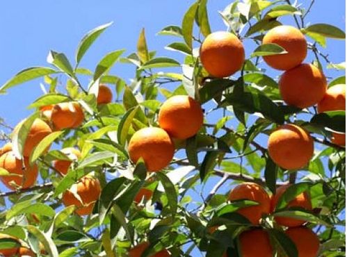 Orange fruit trees in the strong sun.JPG