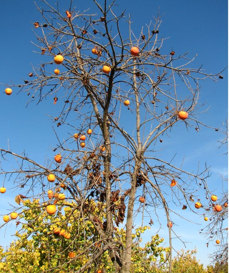 orange fruits tree.JPG