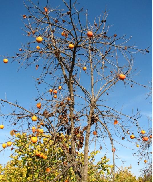 orange fruits tree.JPG