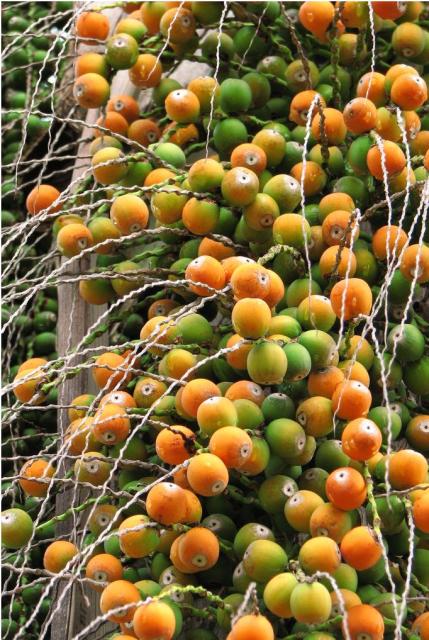Palm Tree Fruit in orange and green fruits.JPG