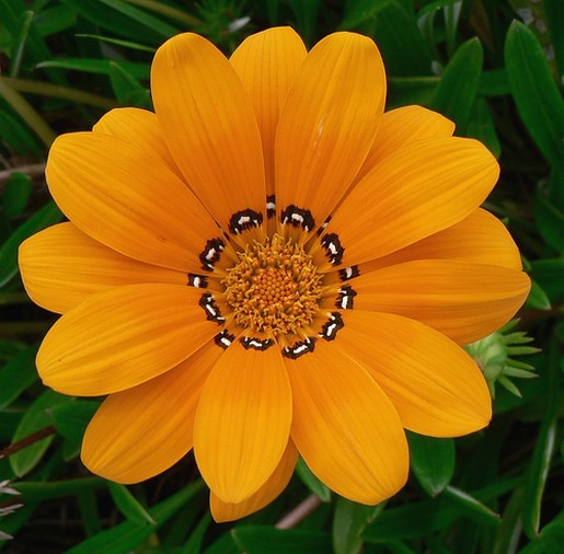 orange daisy with black and white.jpg