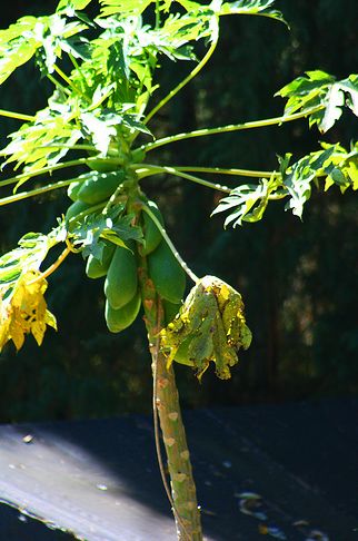 Papaya fruit tree.JPG