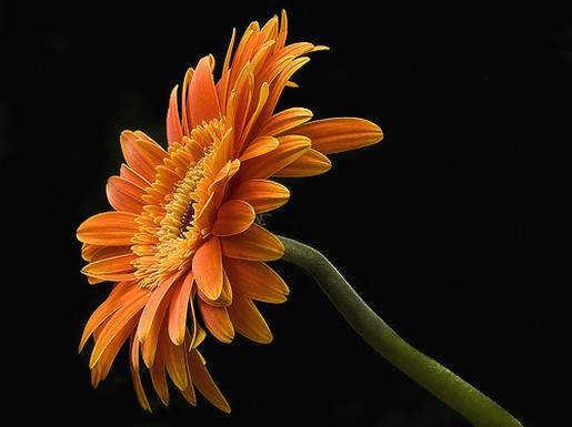 orange daisy pictures.jpg