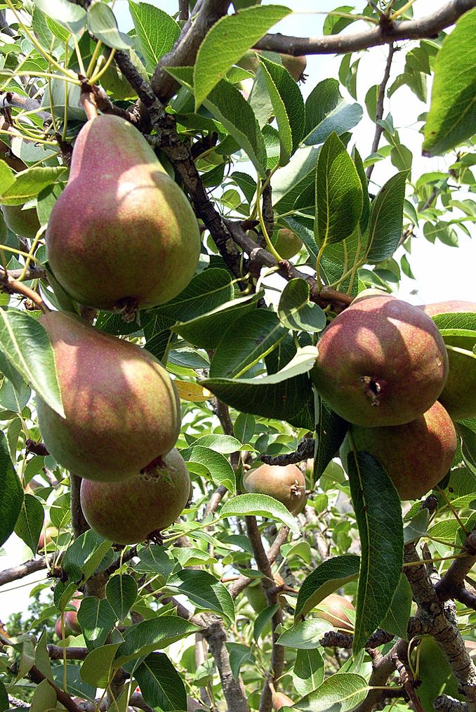 Pear tree photos.JPG