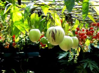 Pepino fruit tree hanging in the air.JPG
