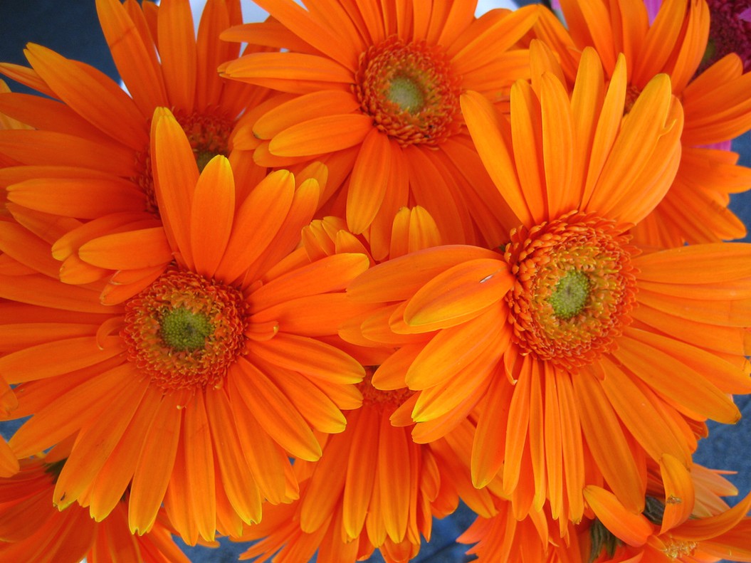 orange daisy flowers_wedding flowers.jpg