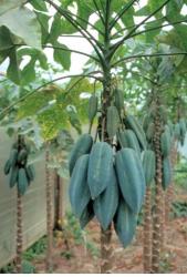 Photo of fruit tree Babaco.JPG