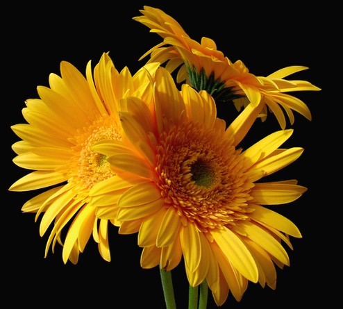 orange daisy flowers.jpg
