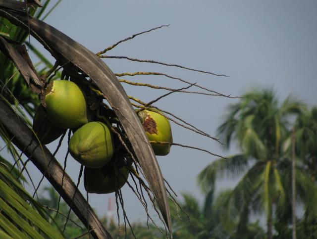 picture of coconut tree tropical.JPG
