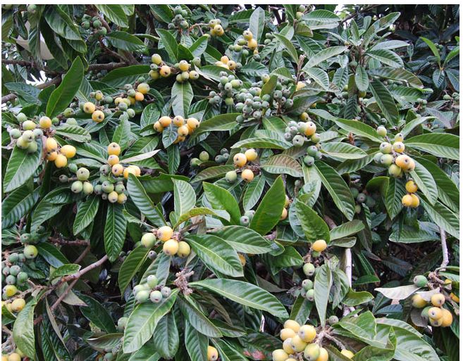 Picture of Eriobotrya japonica fruit trees.JPG