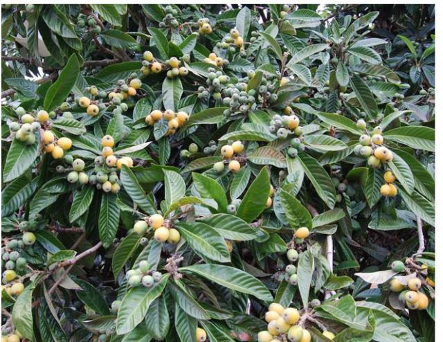 Picture of Eriobotrya japonica fruit trees.JPG