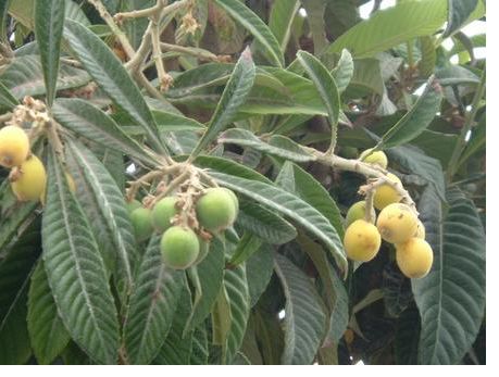 Picture of Loquat fruit trees.JPG