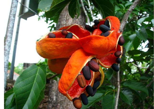 Picture of Peanut Tree.JPG